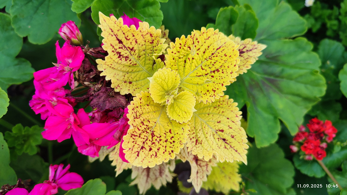 Осенняя красота