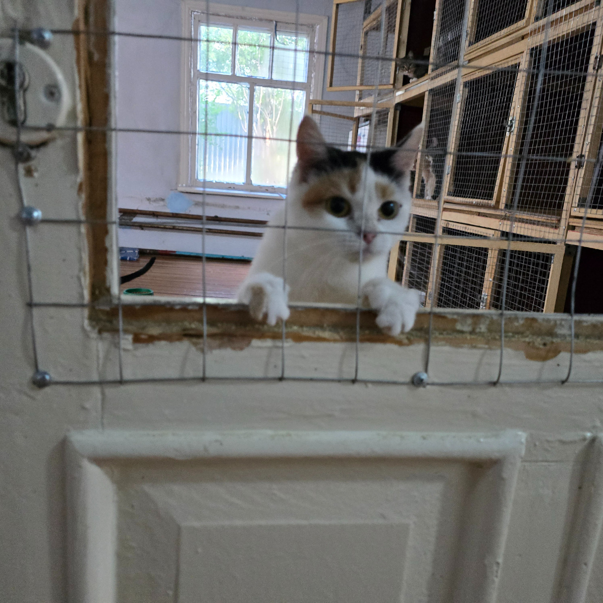 Белая кошечка тянет лапки сквозь прутья, взгляд полон надежды