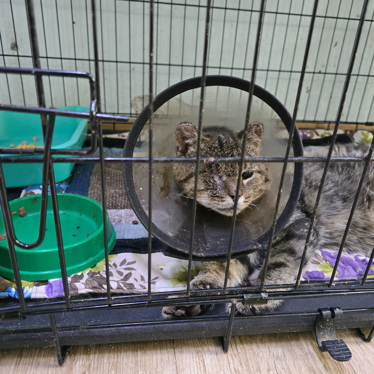 Измученный кот в защитном воротнике смотрит устало