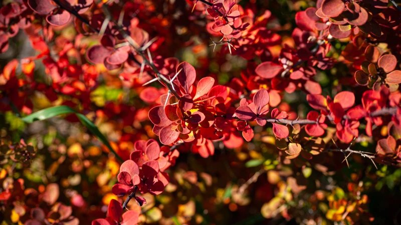     Барнаульский дендрарий, 2025 год. Дарья Беркетова