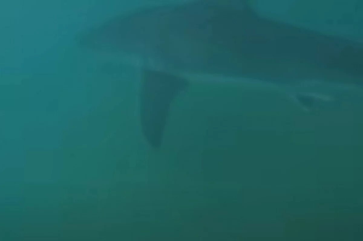    Океанолог Таврический объяснил нашествие акул на пляжи Египта и Мальдив