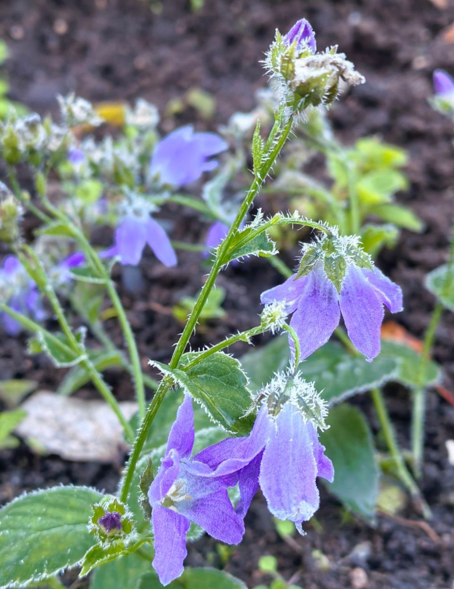 Колокольчик молочноцветковый 