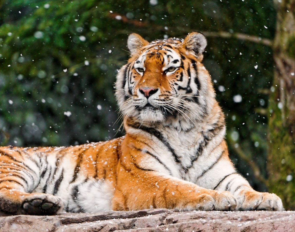 Тигр.Этот могучий хищник, являющийся одним из самых крупных представителей семейства кошачьих, на протяжении веков населяет обширные территории Азии