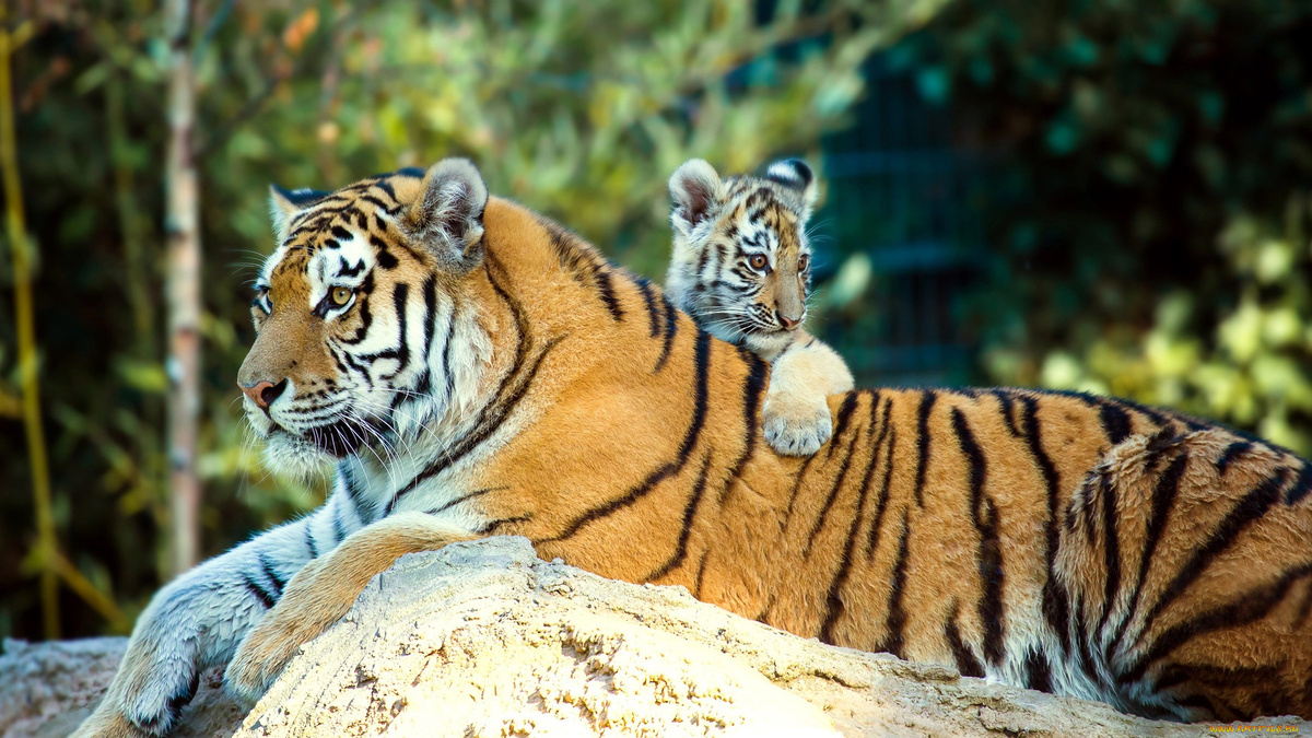 Тигр – это не просто красивое и сильное животное, это вершина пищевой цепи в своей экосистеме.