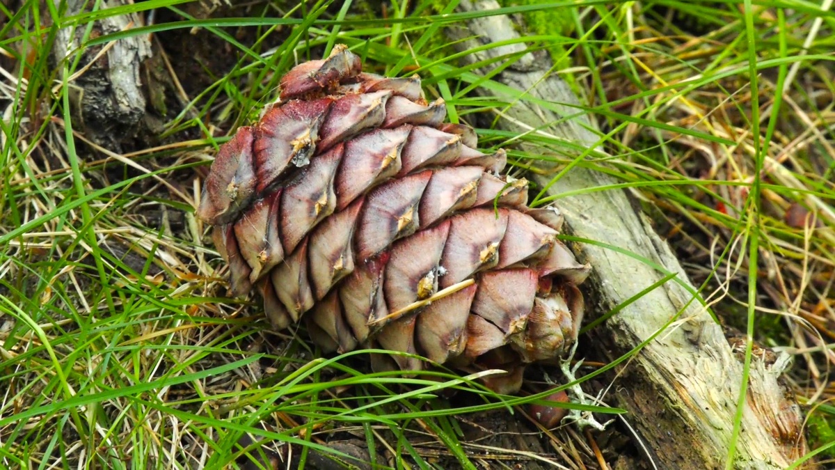    В Чеускино раскрыли «Кедровые тайны»