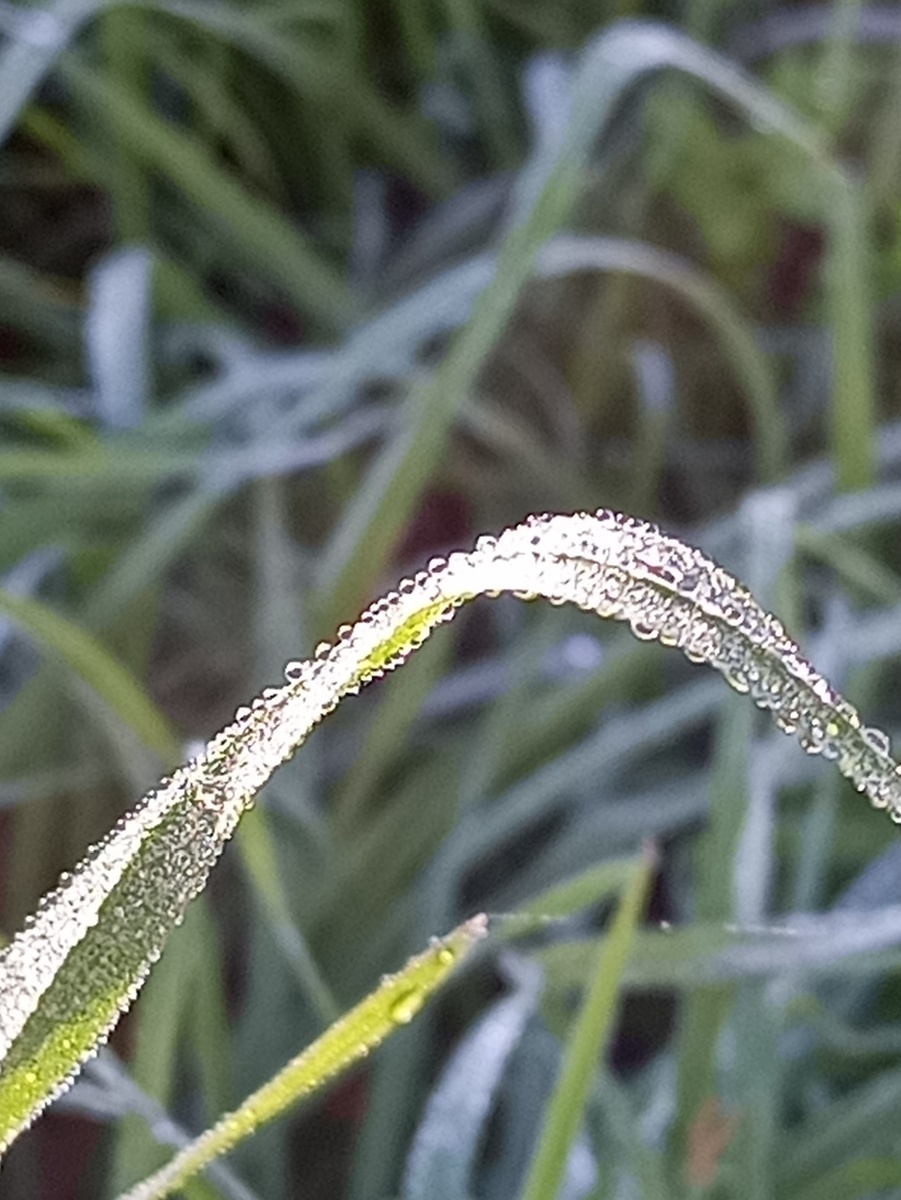Роса, почти неделю по утрам туман над Волгой густой и белый, охлаждается река