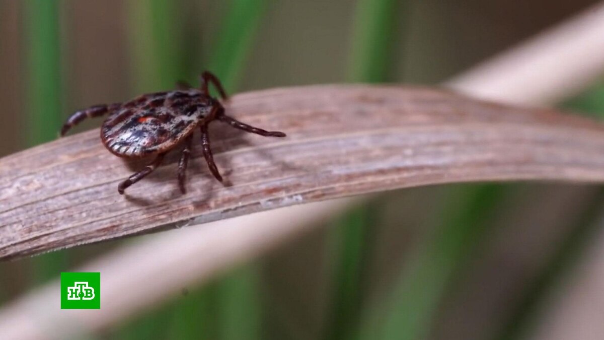    Вторая волна активности клещей в Москве может продлиться до ноября