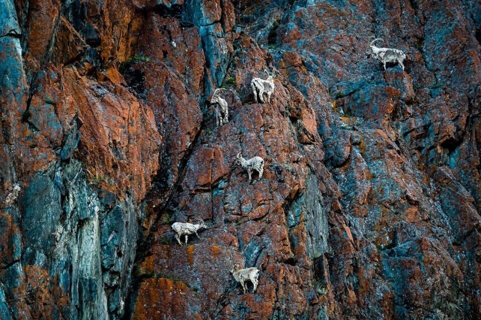    Козероги в Сайлюгемском нацпарке. Источник: Сайлюгемский национальный парк/Наталья Чебыкина