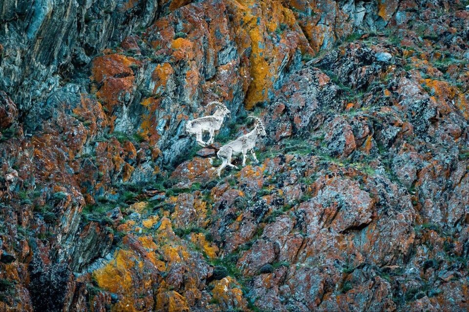    Козероги в Сайлюгемском нацпарке. Источник: Сайлюгемский национальный парк/Наталья Чебыкина