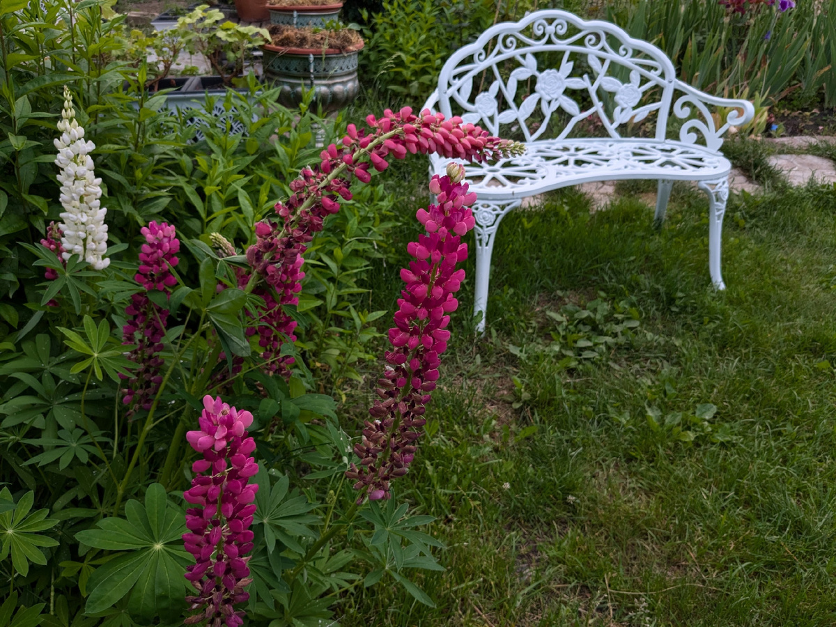 Июнь: скамейка и люпины