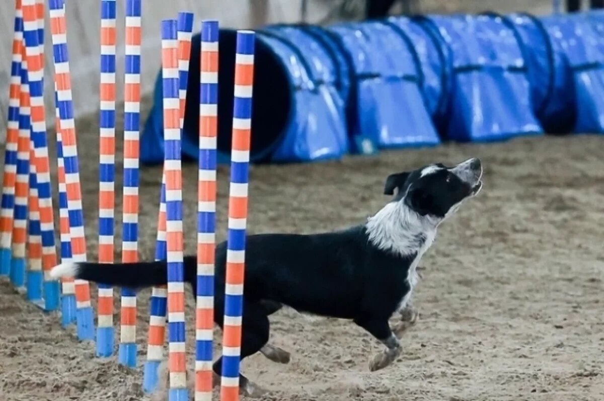    Фестиваль собак без породы пройдет в Нижнем Новгороде 21 сентября