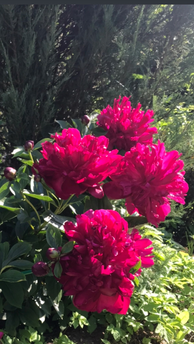 пионы цветут