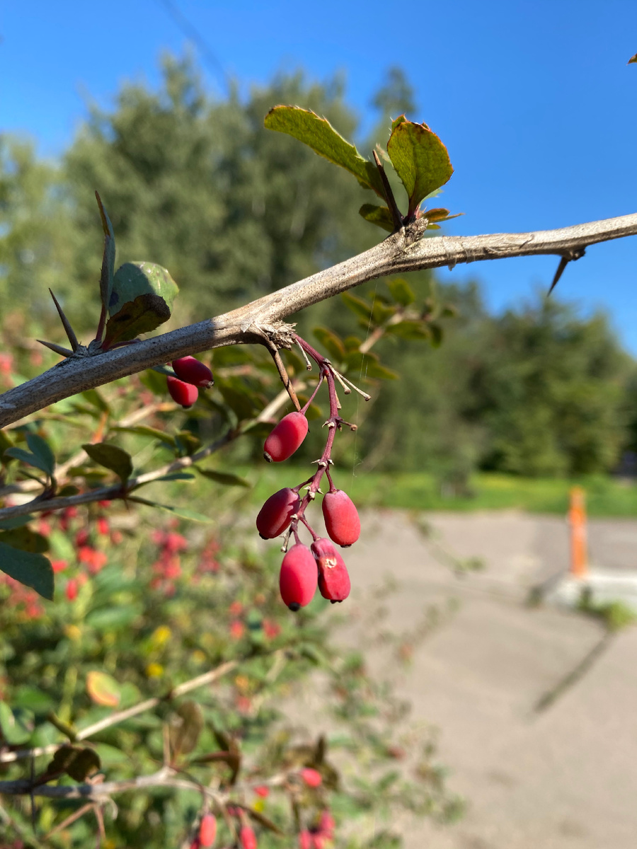 Середина сентября 2025