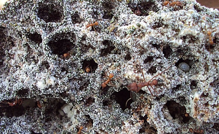    Фото: Eduardo A. Esquivel Rios