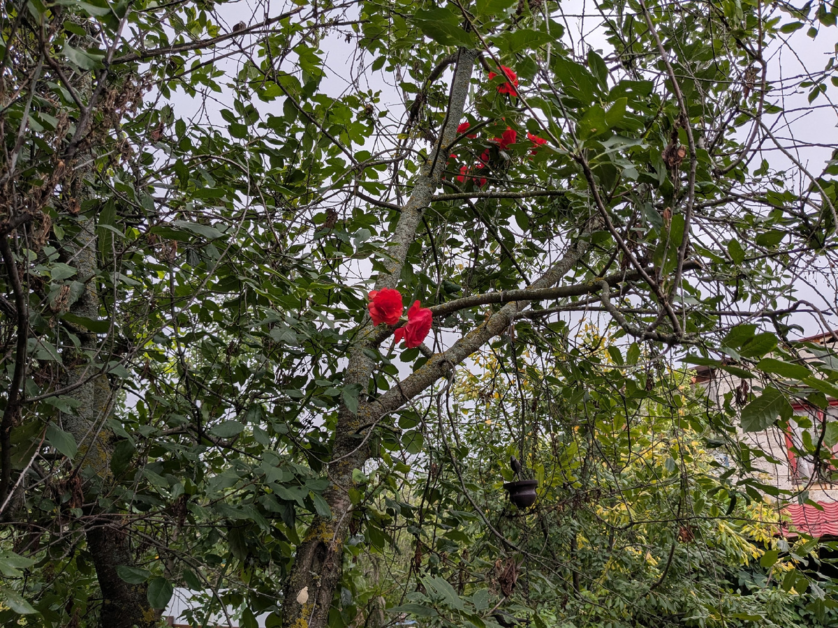 Плетистая роза, сорт Salita