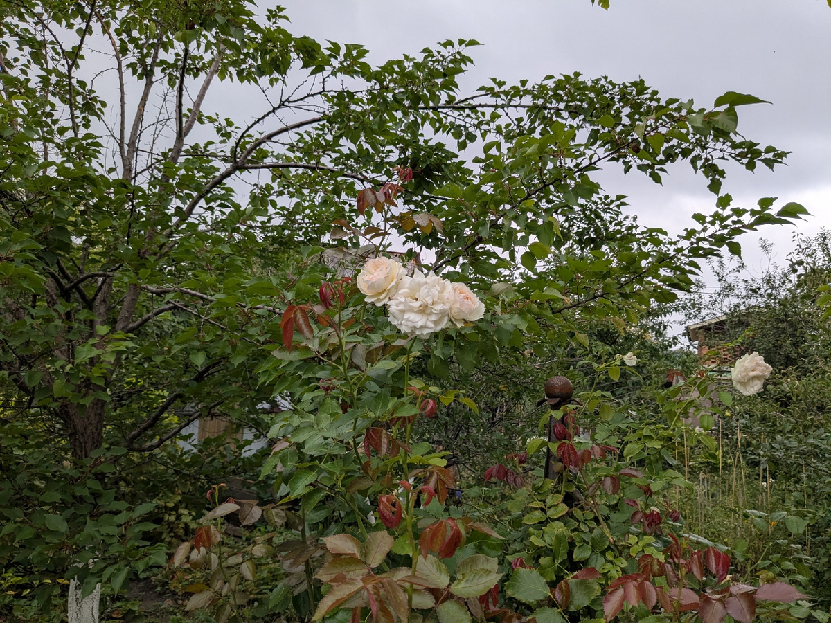 Плетистая роза, сорт Palais Royal