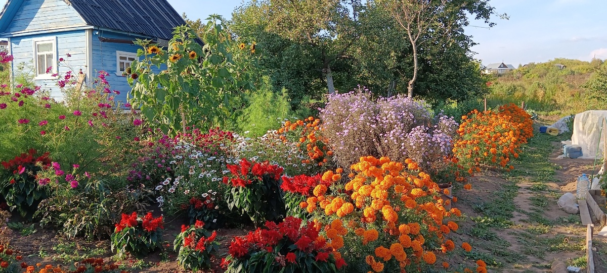    Этот неприхотливый цветок буквально спас мой сезон - в следующем году посажу в 5 раз больше