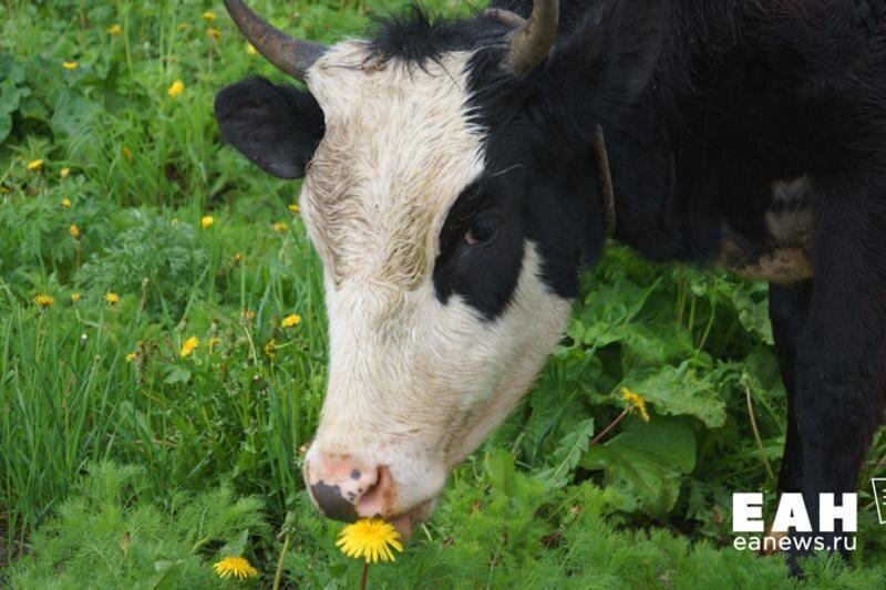    ЕАН / Корова на лугу