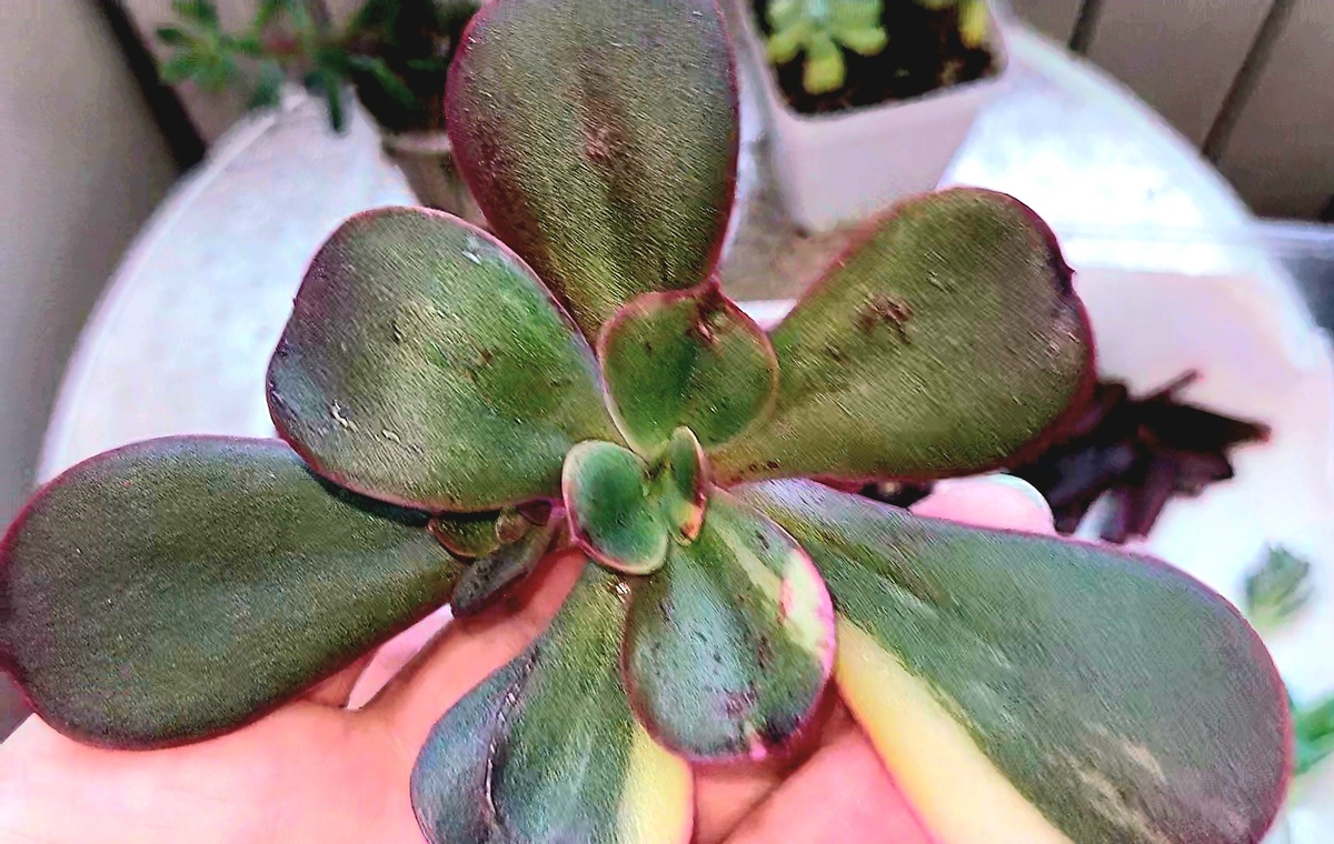 Макушка от Примадонны