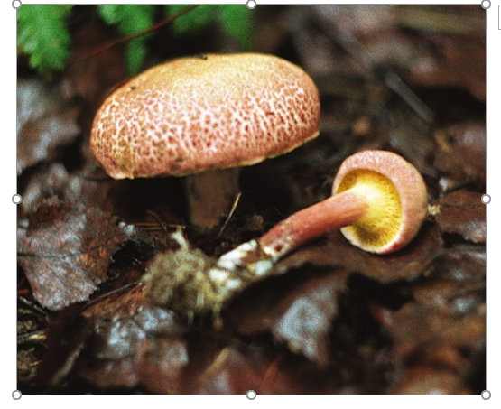  Моховик пестрый