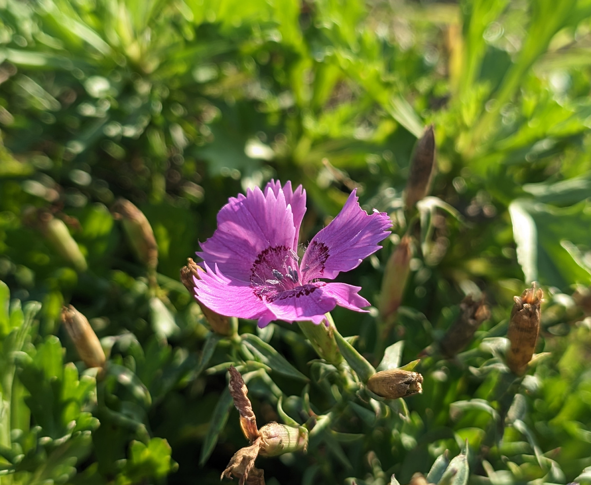 Гвоздика амурская.