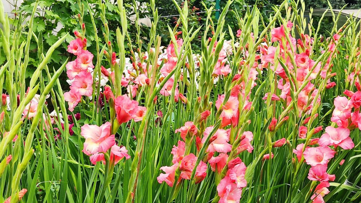 Цветение гладиолусов в нашем саду