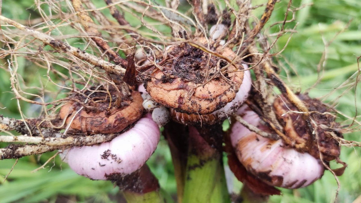 Вызревшые луковицы гладиолусов
