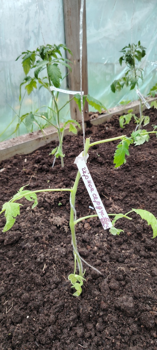 Обломилась верхушка