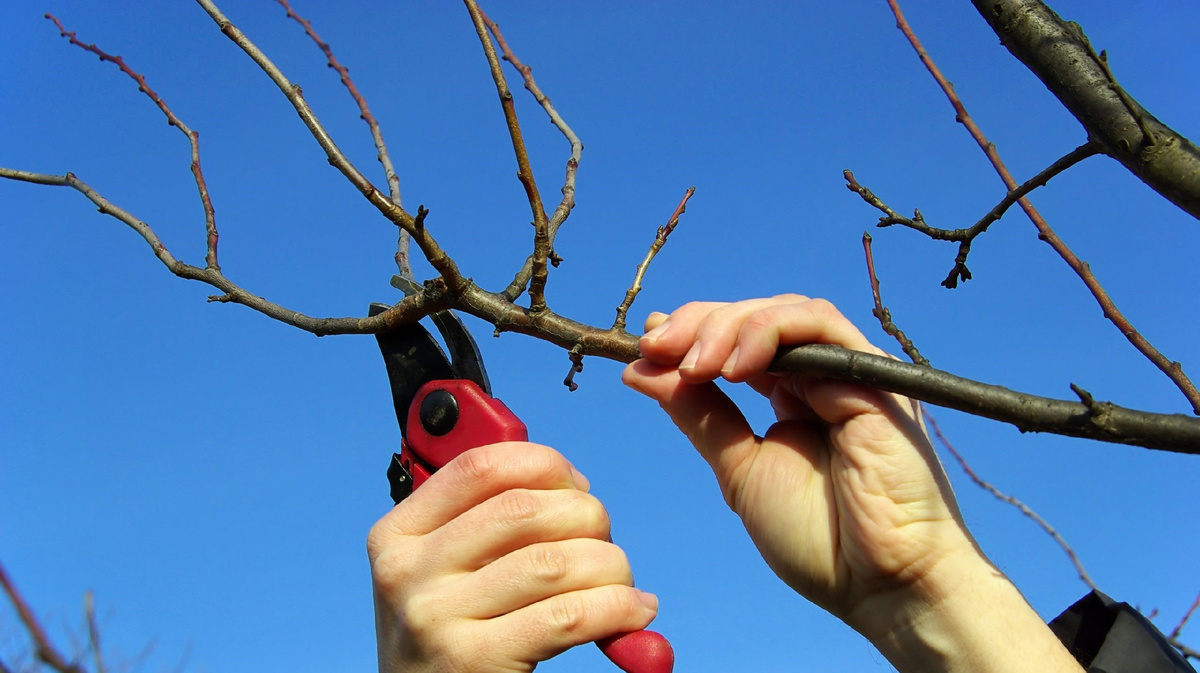 Осенняя обрезка яблони