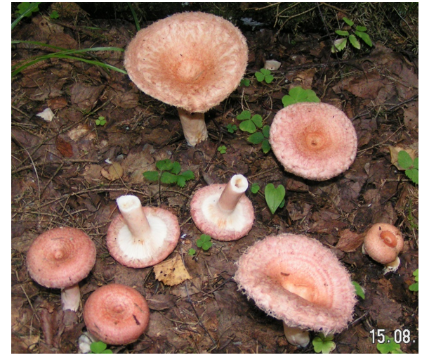 Волнушка розовая