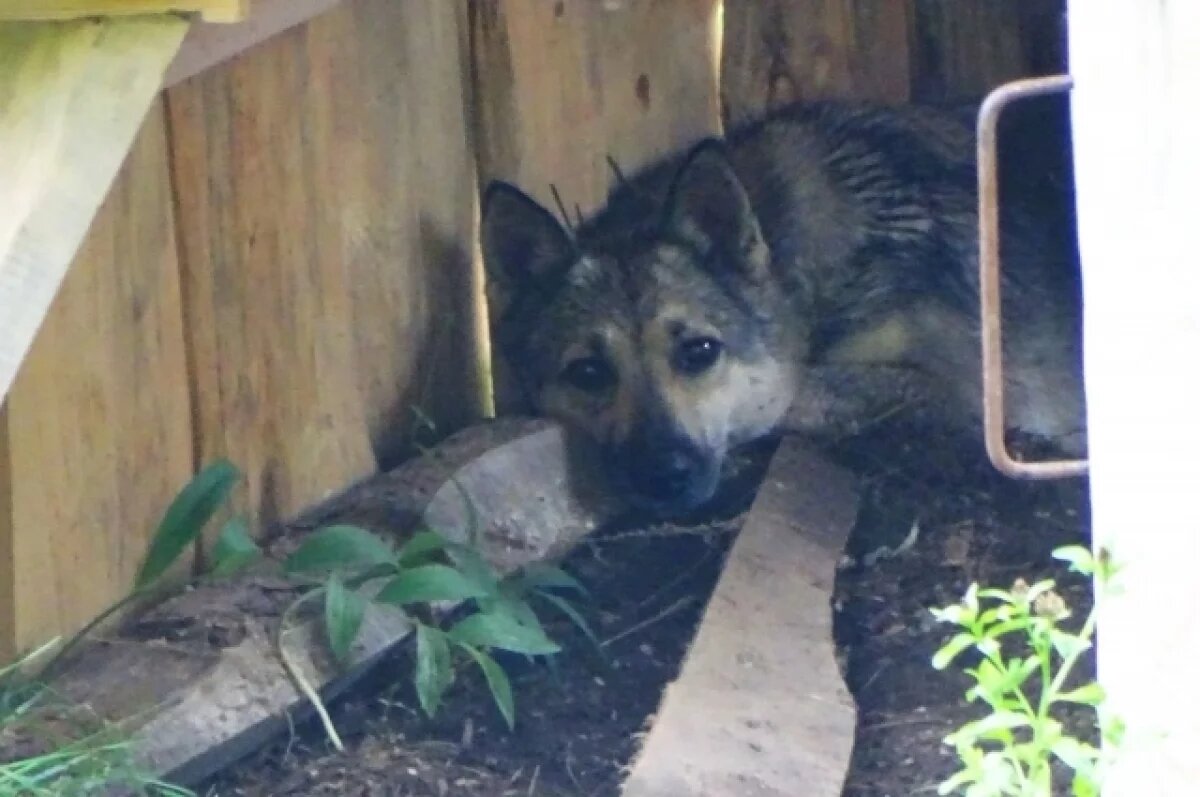    Златогорский: в этом году все рекорды побили, отловили 150 собак