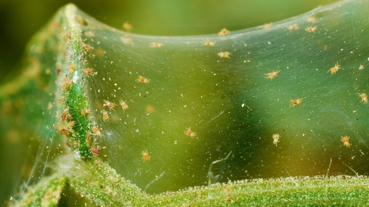 Паутинные клещи ( фото из инета для для наглядности)