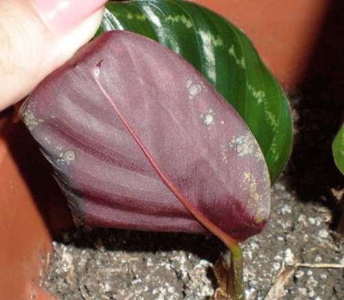 Клещ, на калатее ( фото из инета)