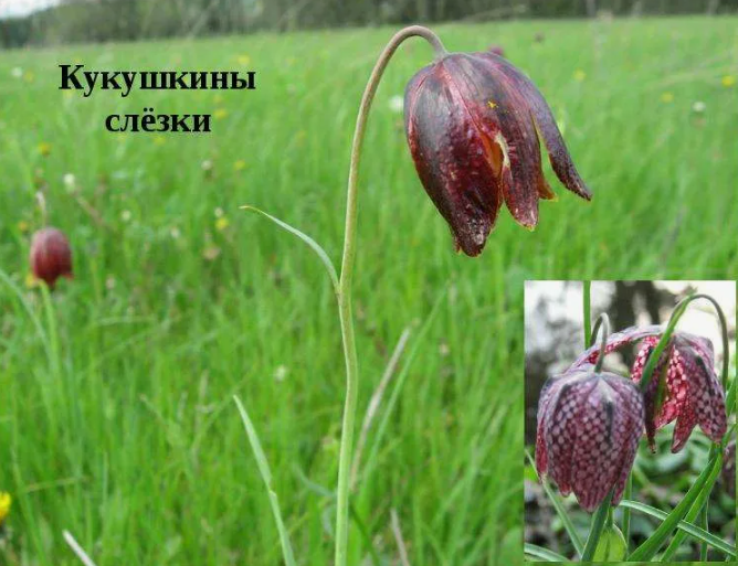 сравнение дикого и культурного рябчика