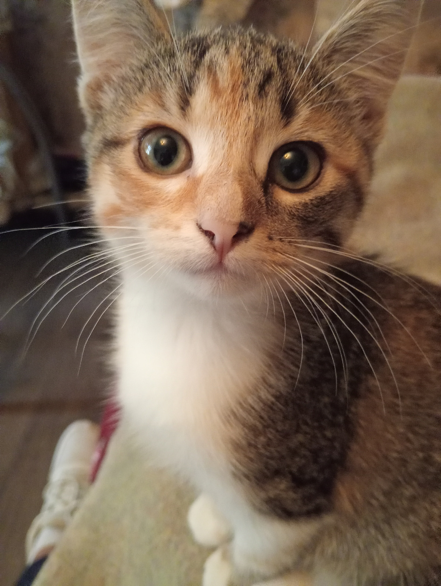 - А у вас случайно нет лишней сосиски? - спрашивает Маруся