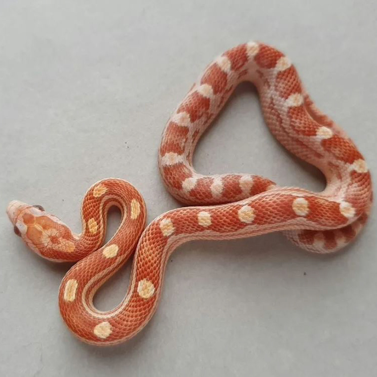 Фото взяты с Авито,из объявления продавца : Наталья(Под Колодой)