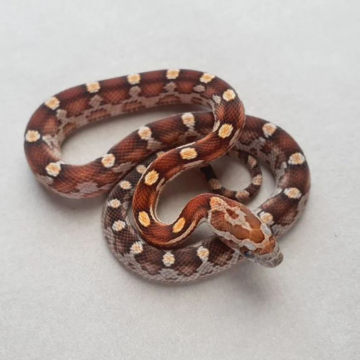 Фото взяты с Авито,из объявления продавца : Наталья(Под Колодой)