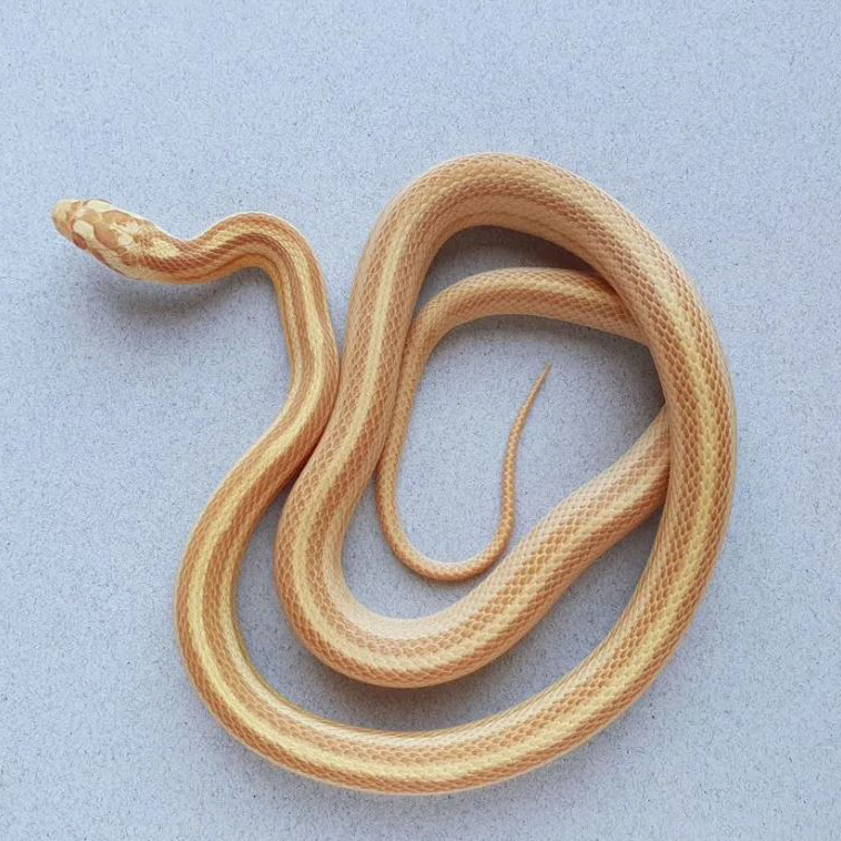 Фото взяты с Авито,из объявления продавца : Наталья(Под Колодой)