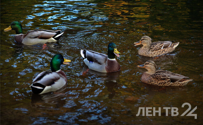    © Анастасия Илюшина / ЛенТВ24, архивное фото