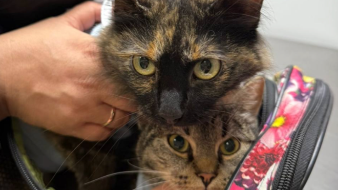 Фото: Управление ветеринарии Ленинградской области