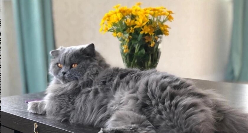    Они не терпят ласки, портят мебель и мстят хозяевам – породы кошек, с которыми не стоит связываться новичкам