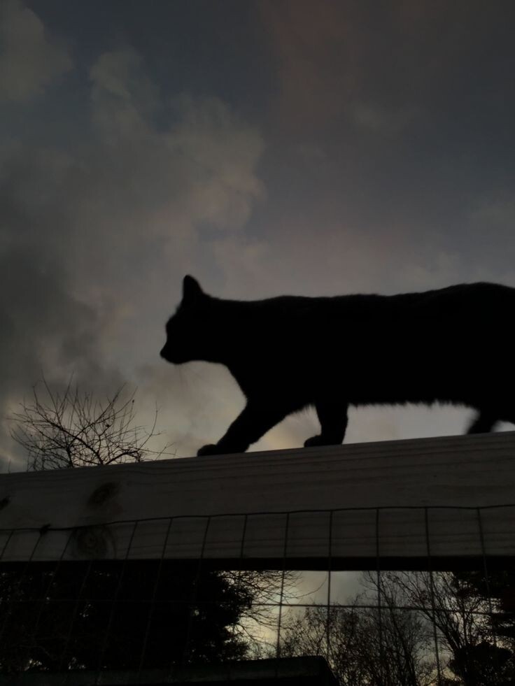 Картинка из свободного доступа 