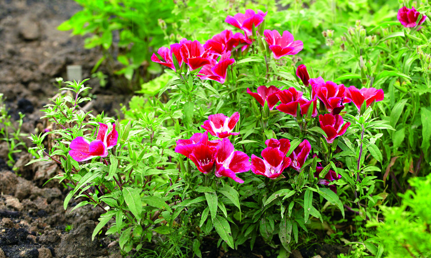 Годеция. Источник фото: https://www.supersadovnik.ru/plant/godecija-1663