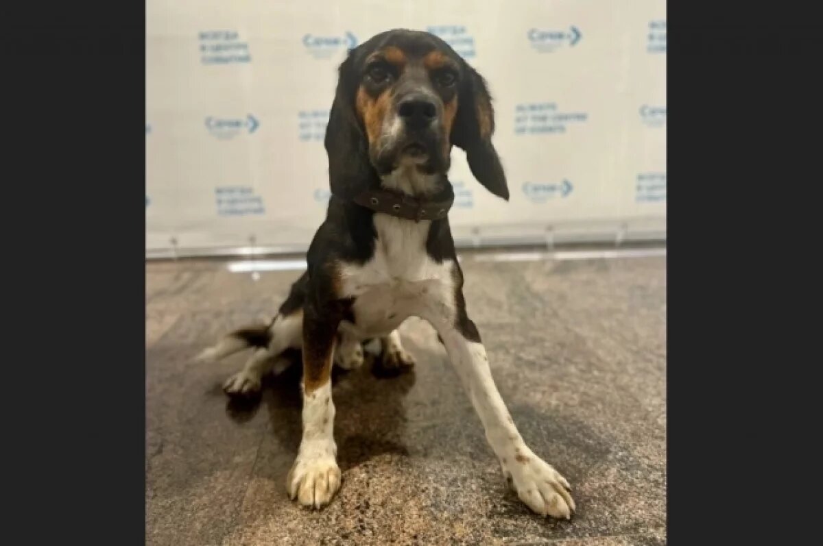    Оставленный в аэропорту Сочи пес Абрикос ищет хозяина