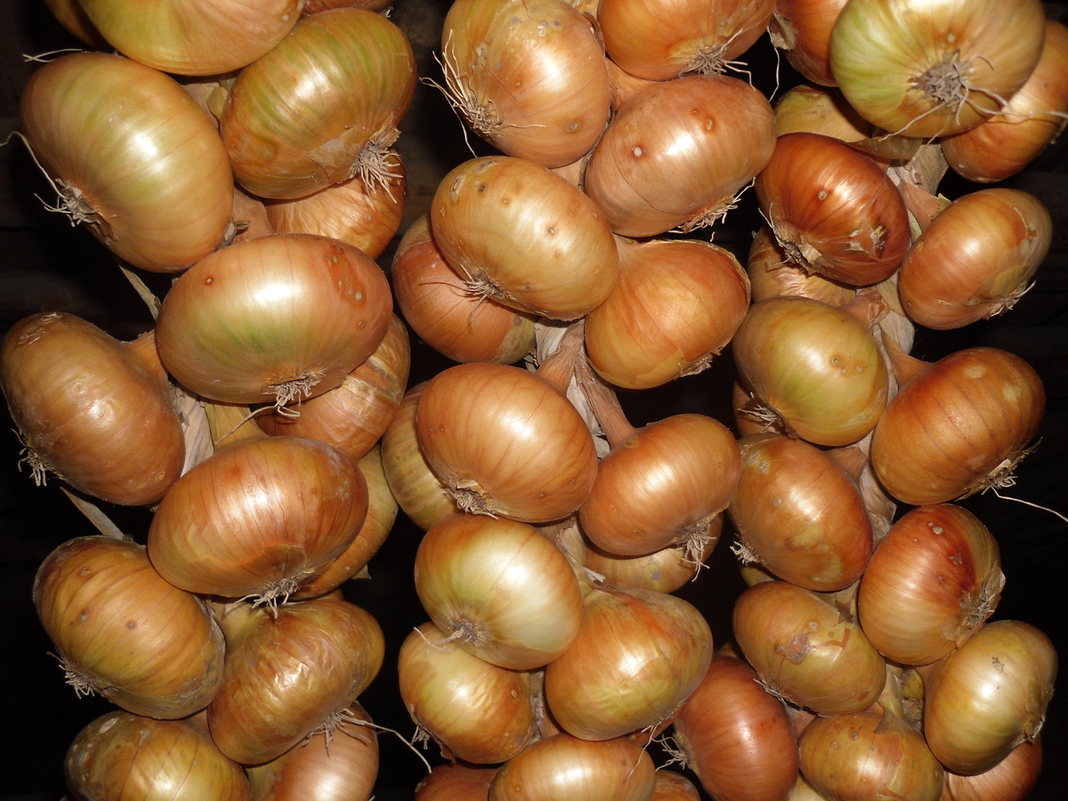    'Штутгартер Ризен' — надежный, неприхотливый и урожайный сорт репчатого лука, фото автора