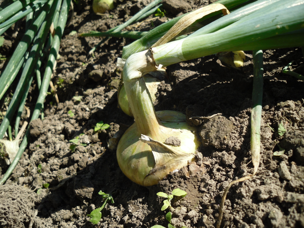    Этот сорт неприхотлив и дает стабильный урожай, фото автора