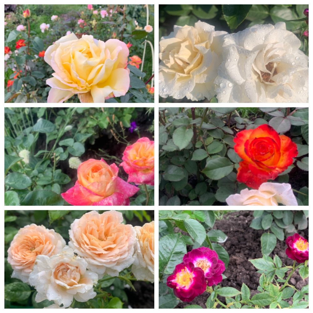 розарий Рассвет