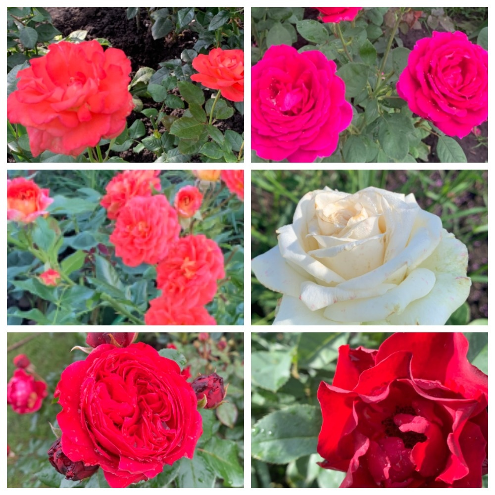 коллаж автора