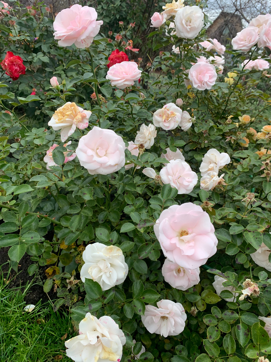 роза Аспирин.