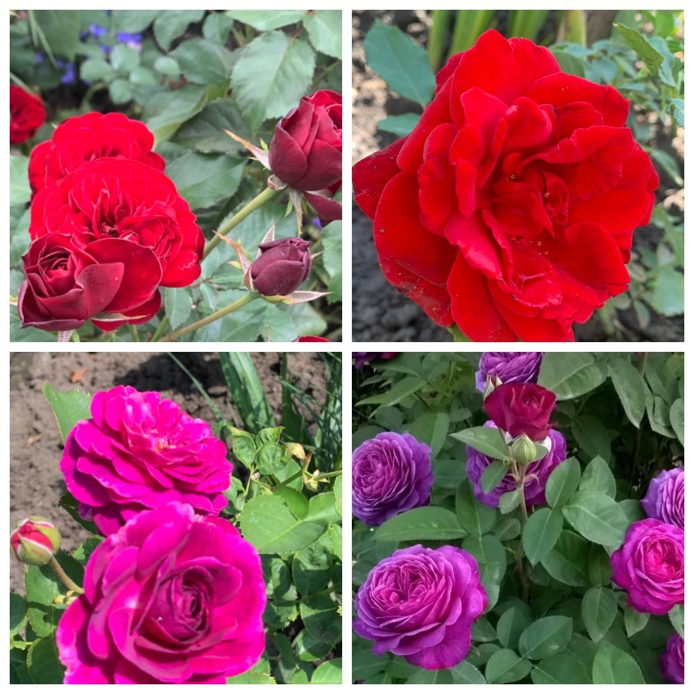 коллаж автора.